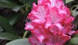 bowood-rhododendron-gardens.jpg