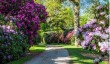 bowood-rhododendron.jpg