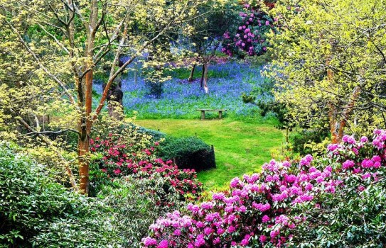 Bowood Rhododendron Garden