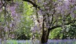 bowoodbluebells.jpg