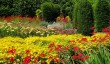 breezy-knees-garden.jpg