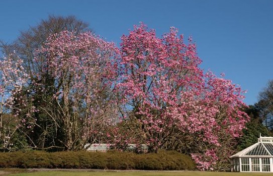 Burncoose Garden & Nursery