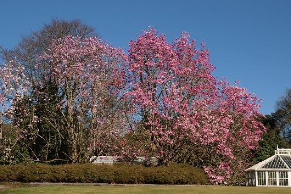 Burncoose Garden & Nursery