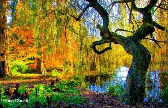 Cambridge University Botanic Gardens Autumn