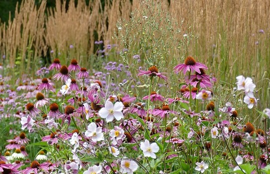 Cambridge University Botanic Garden