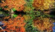 cambridgebotanic-autumn.jpg
