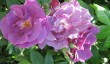 cannington-roses.jpg