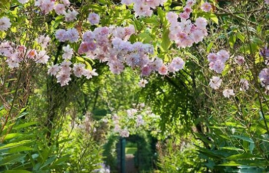 Carolside Garden Carolside Garden