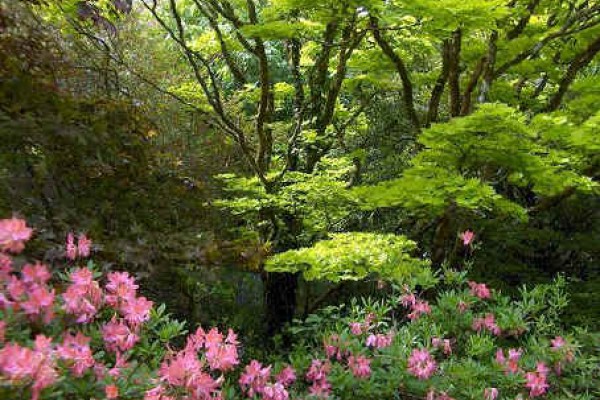 Castle Drogo Garden