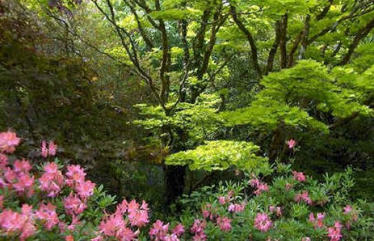 Castle Drogo Garden