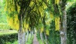 cawdor-castle-garden.jpg