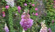 cerney-garden-foxgloves.jpg