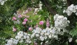 cerney-gardens-roses.jpg