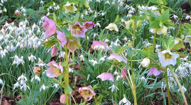 Cerney House Garden Snowdrops