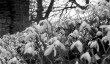 cerney_gardens_snowdrops.jpg