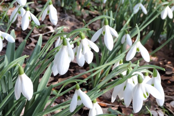 Chelsea Physic Garden Snowdrops