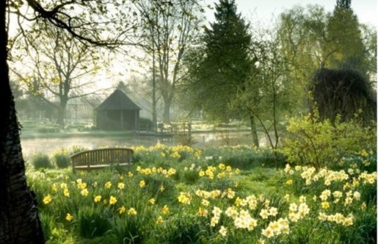 Chippenham Park Daffodils