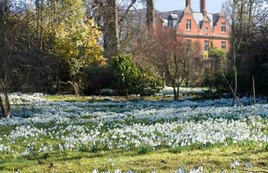 Chippenham Park Snowdrops Chippenham Park Snowdrops