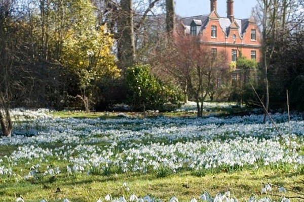 Chippenham Park Snowdrops