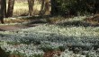 chirk-snowdrops.jpg