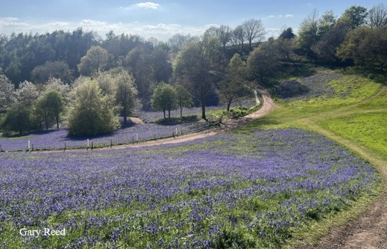 Clent Hills Bluebells