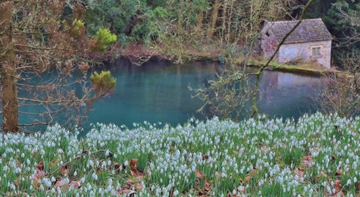 Colesbourne Park Snowdrops
