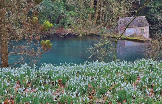 Colesbourne Park Snowdrops Colesbourne Park Snowdrops