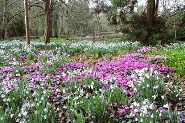 Colesbourne Park Snowdrops