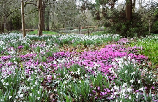 Colesbourne Park Snowdrops