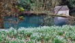 colesbourne-snowdrops.jpg