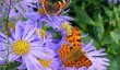 cornwall-wildlife-garden.jpg