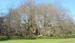 corsham-court-amazing-plane-tree.jpg