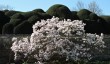 corsham-court-cloud-topiary.jpg