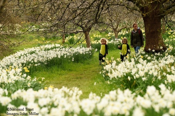 Cotehele Gardens Daffodils 