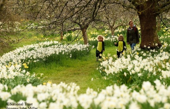 Cotehele Gardens Daffodils Cotehele Gardens Daffodils