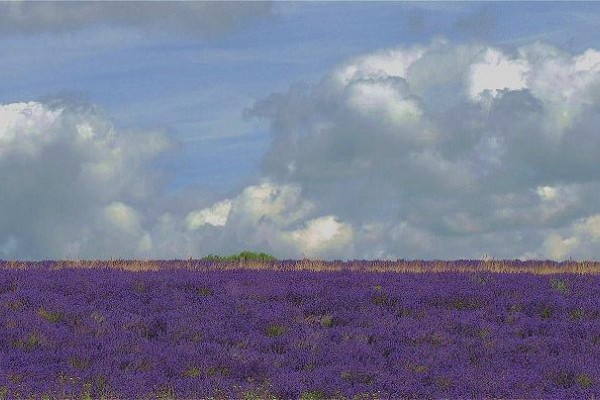 Where to see lavender fields