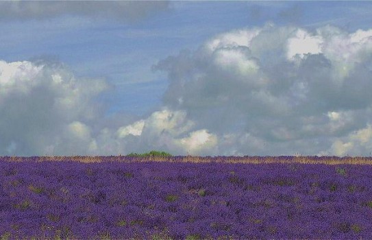 Where to see lavender fields Where to see lavender fields