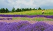 cotswold-lavender-fields.jpg