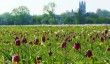 cricklade-fritillaries.jpg