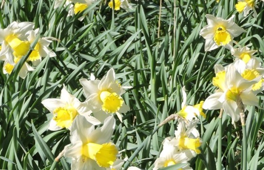 Hartland Abbey Gardens Hartland Abbey Gardens
