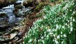 dawyck_snowdrops.jpg