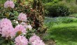 dudmaston-garden-2025.jpg