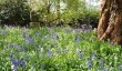 dudmaston-hall-gardens.jpg