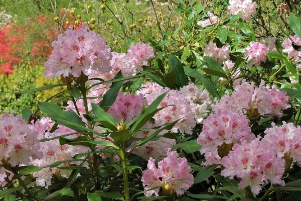 Dudmaston Hall Gardens