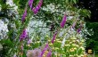 dunham-massey-foxgloves.jpg