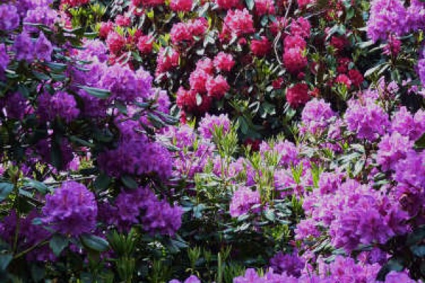 Rhododendrons at East Bergholt Place Garden