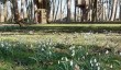 easton-lodge-snowdrops.jpg