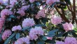 endsleigh-rhododendrons.jpg