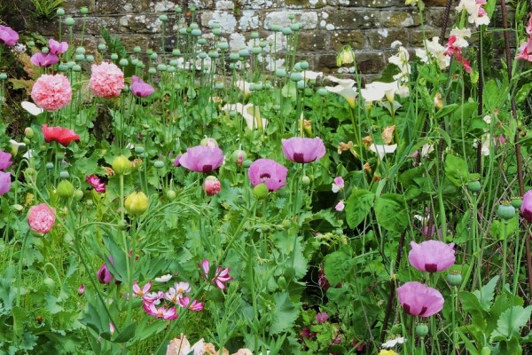 Englefield House Garden