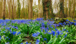 evenley-bluebells.png